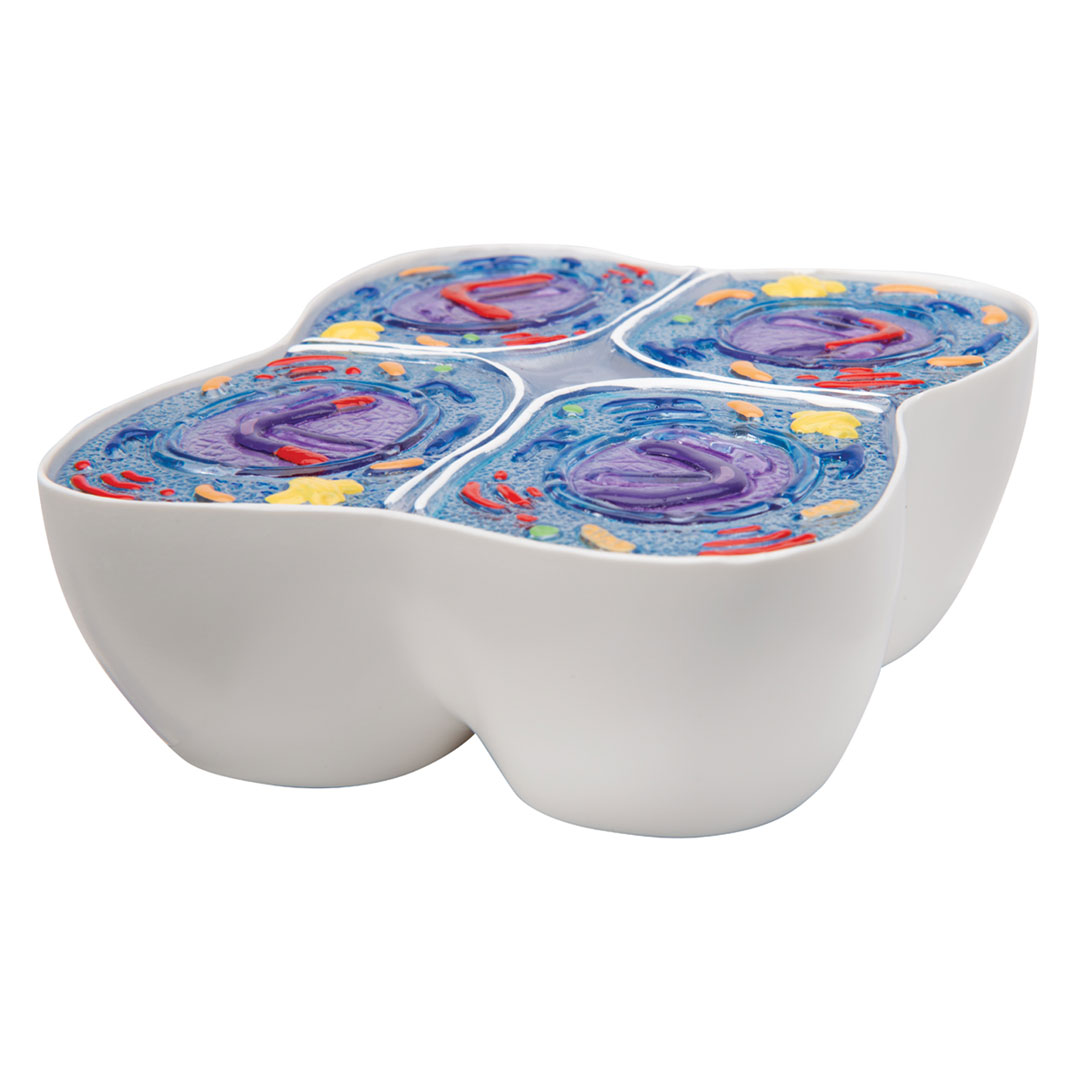 3B SCIENTIFIC Meiose, Modell (R02/1)