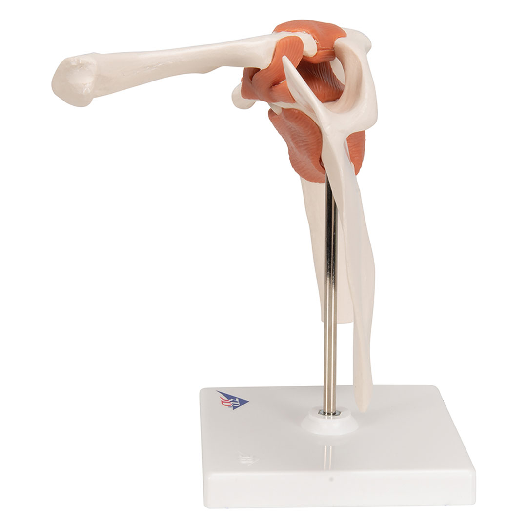 3B SCIENTIFIC Schultergelenk, Funktionsmodell (A80)