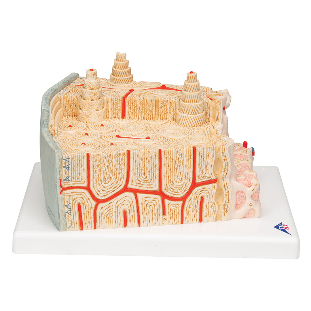 3B SCIENTIFIC Knochenstruktur (A79)