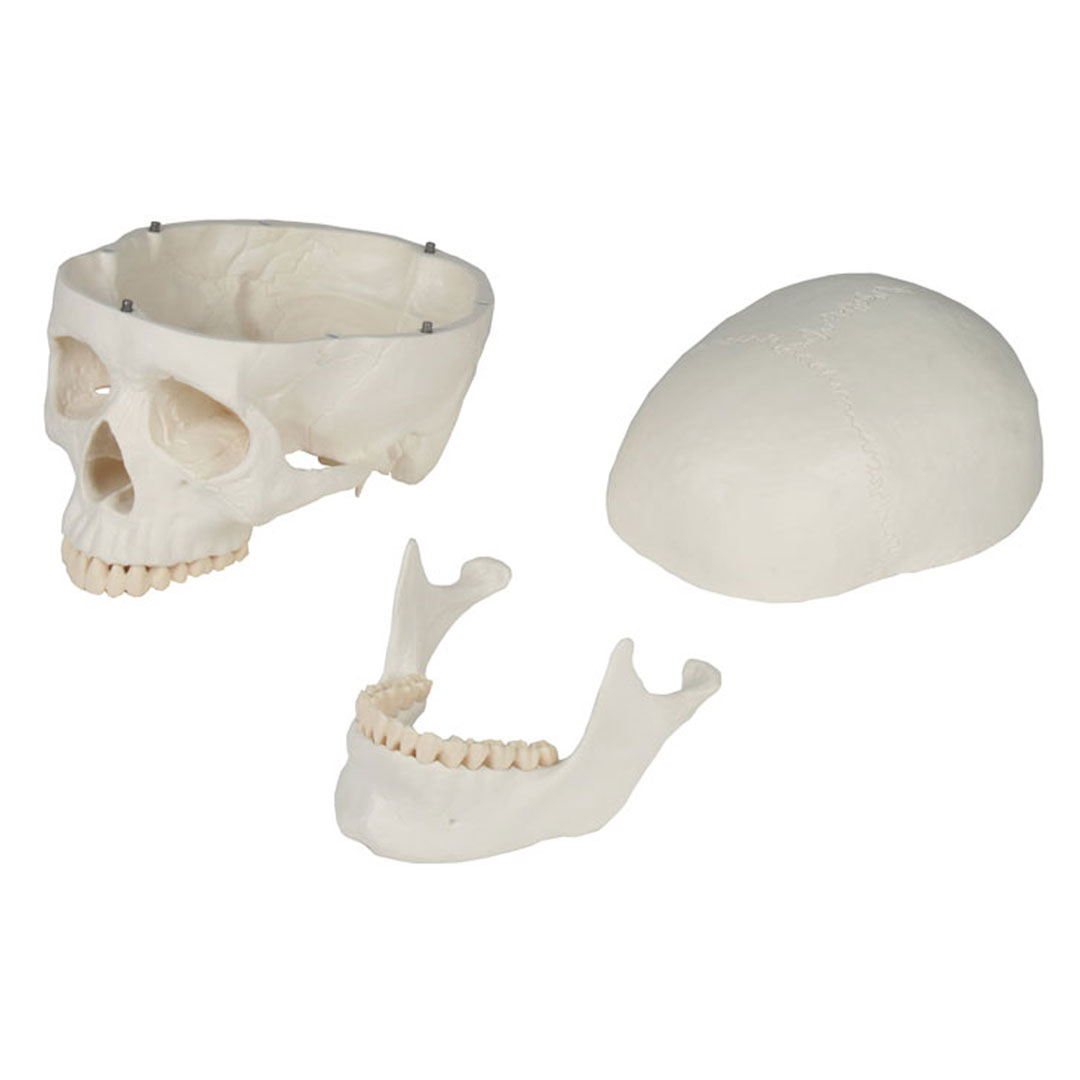 ERLER ZIMMER Schädelmodell, 3-teilig - EZ Augmented Anatomy