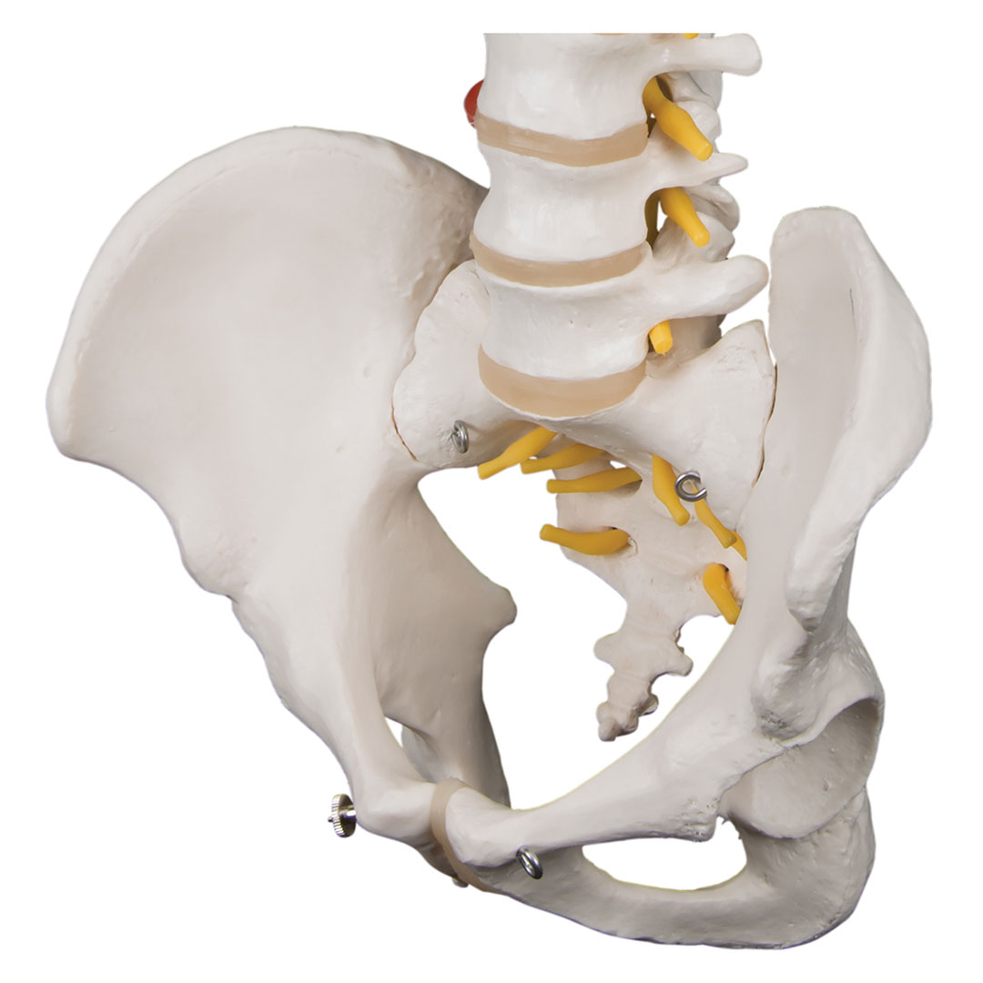 3B SCIENTIFIC Wirbelsäule für starke Beanspruchung, H=74cm (A59/1)