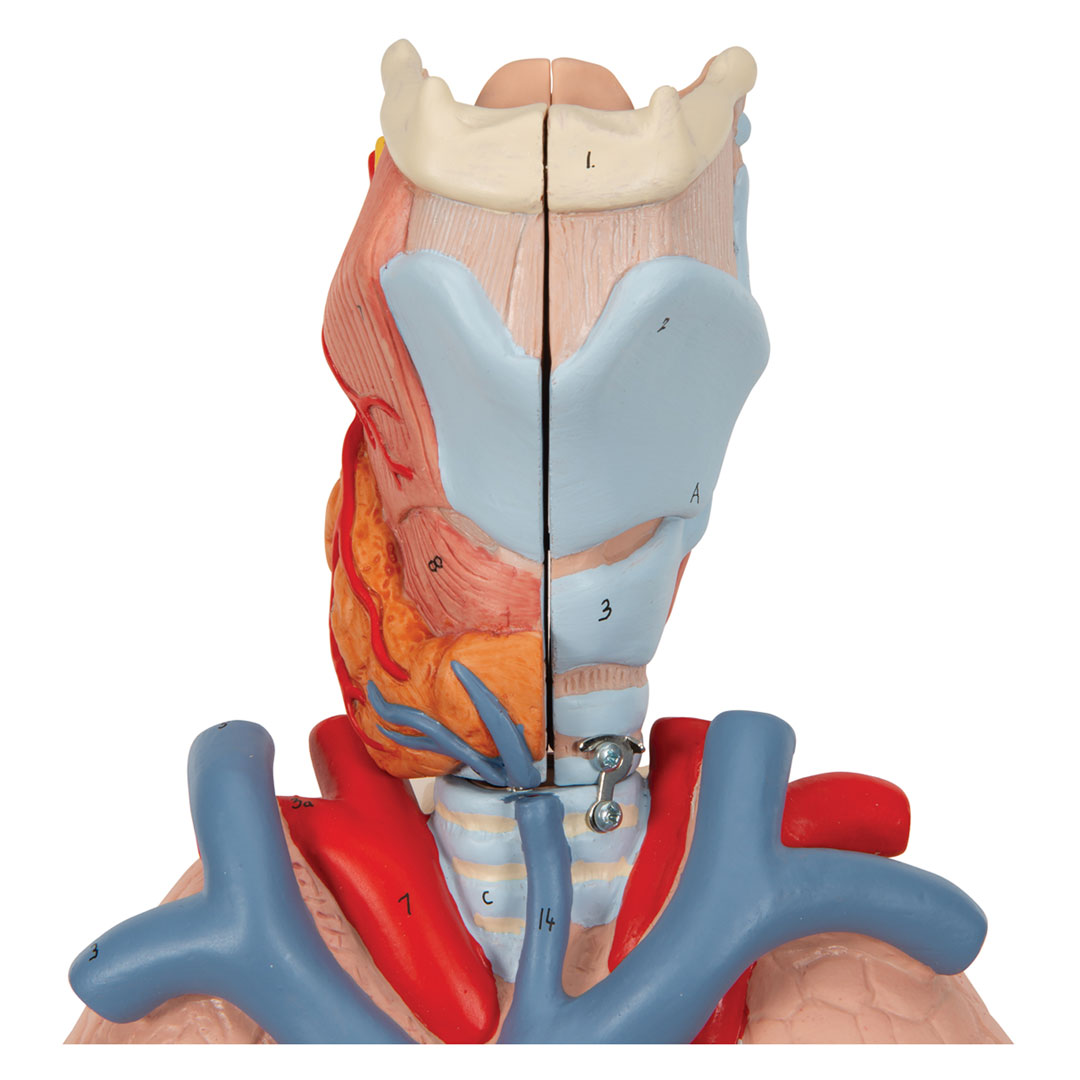 3B SCIENTIFIC Lunge, 7-tlg. (G15)