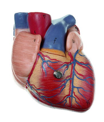 SOMSO® Herz, 3/4 natürliche Grösse, 2-teilig