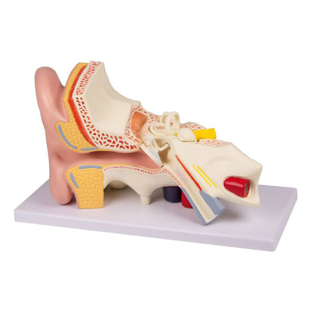 ERLER ZIMMER Ohrmodell, 3-fache Größe, 4 Teile - EZ Augmented Anatomy