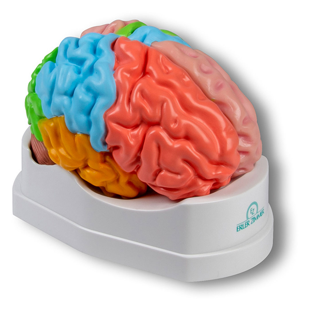 ERLER ZIMMER Gehirnmodell funktionell/regional, lebensgroß, 5-teilig - EZ Augmented Anatomy