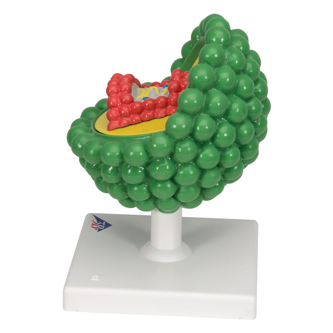 3B SCIENTIFIC Aids-Virus, vergr. 1 000 000x (L40)