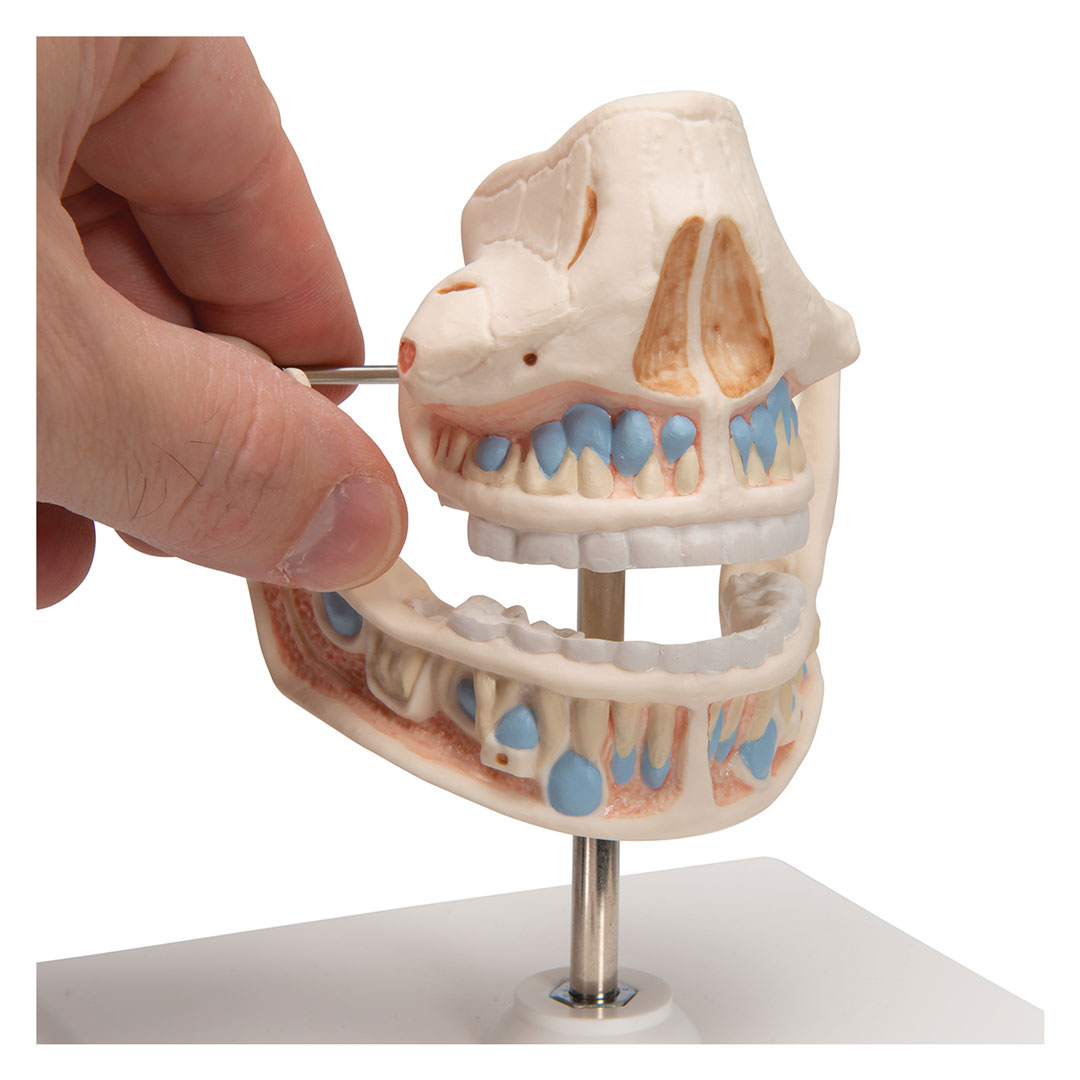 3B SCIENTIFIC Ober- und Unterkiefer, Kind (VE282)