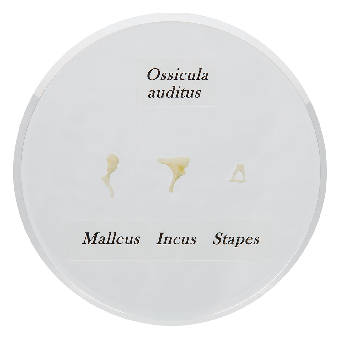3B SCIENTIFIC Gehörknöchelchen. Einschluss (E13)