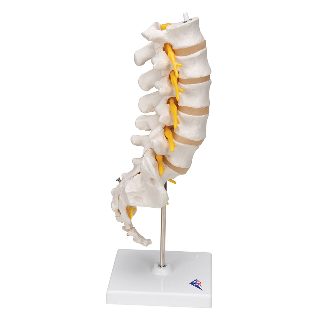 3B SCIENTIFIC Lendenwirbelsäule (A74)