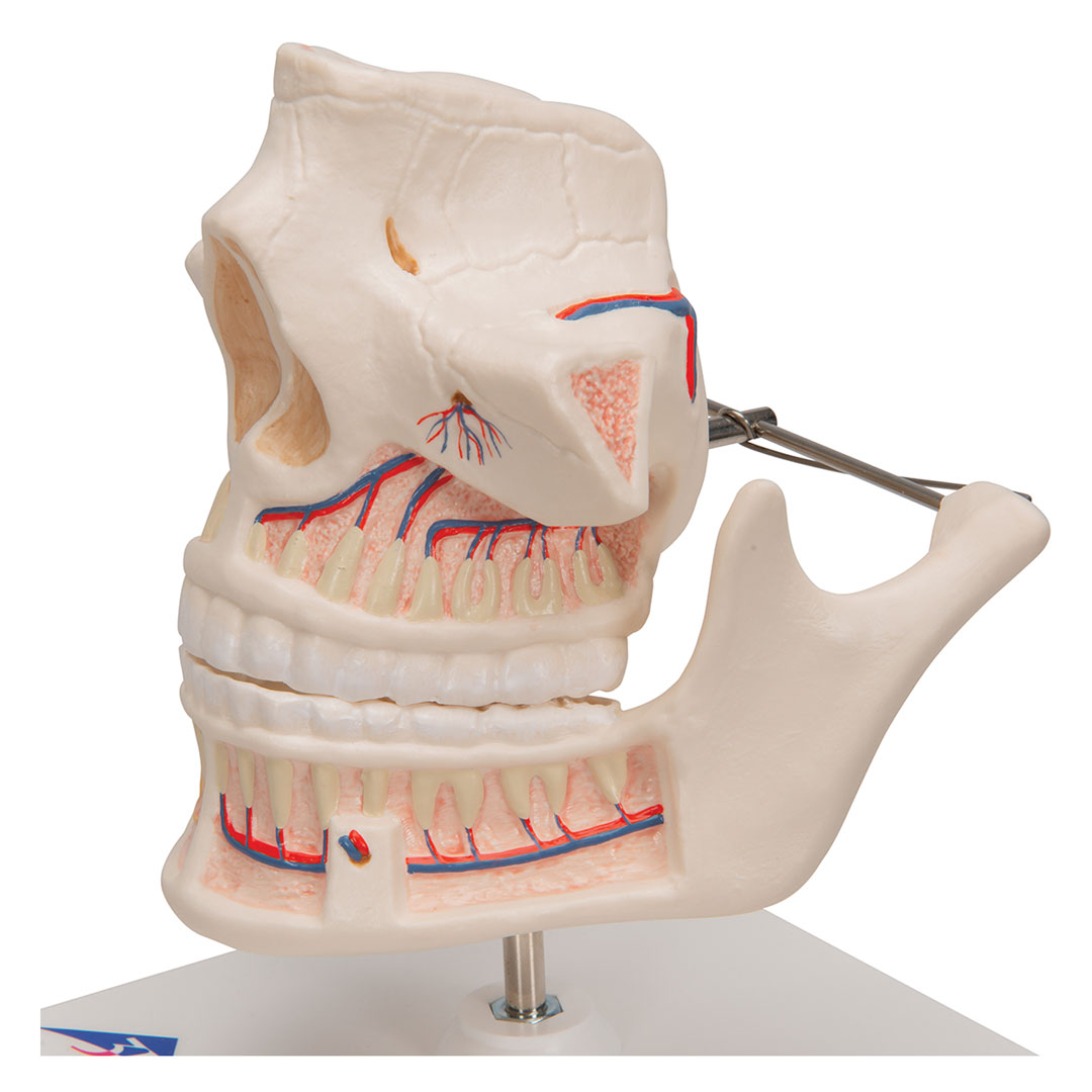 3B SCIENTIFIC Ober- u. Unterkiefer, Erwachsen (VE281)