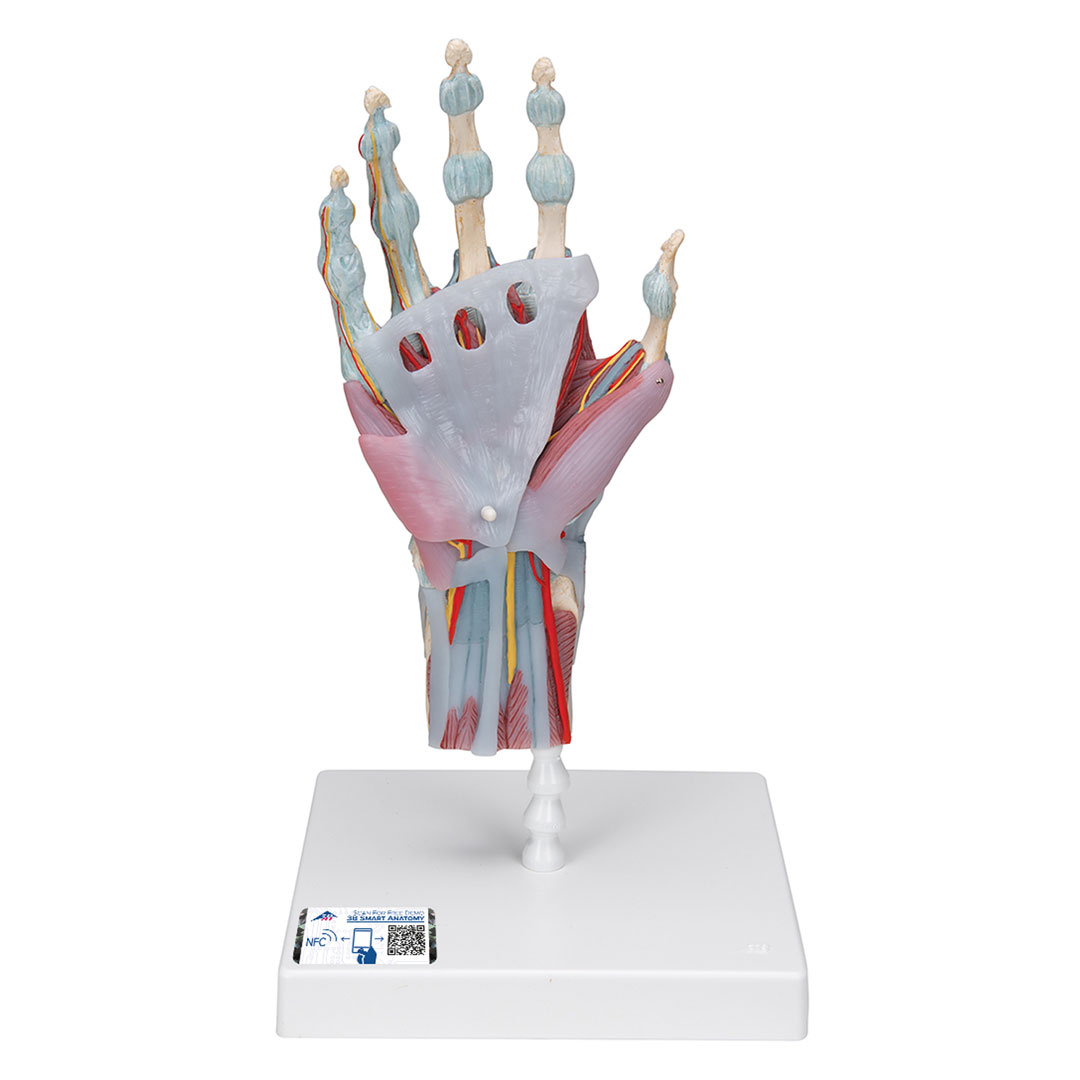 3B SCIENTIFIC Handskelett mit Bändern+Muskeln, 4-teilig