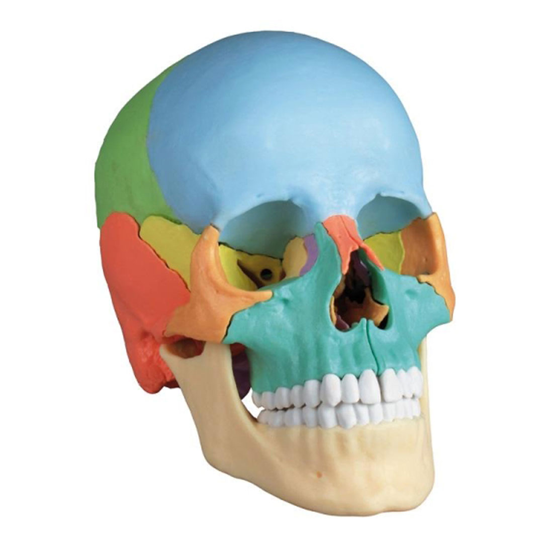 ERLER ZIMMER Osteopathie-Schädelmodell, 22-teilig, didaktische Ausführung - EZ Augmented Anatomy