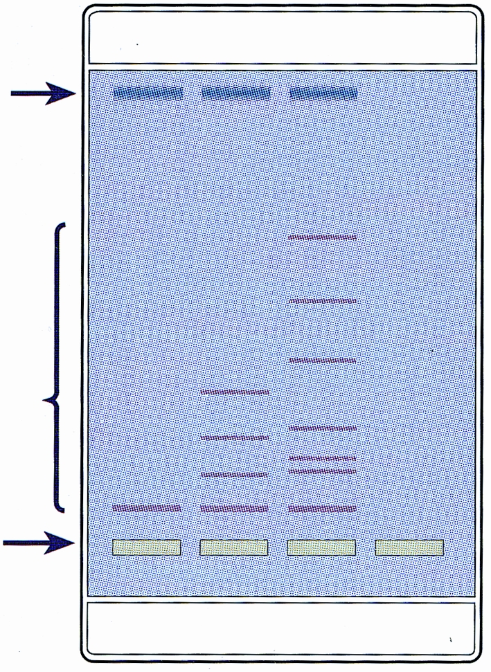 Elektrophorese von Farbstoffen