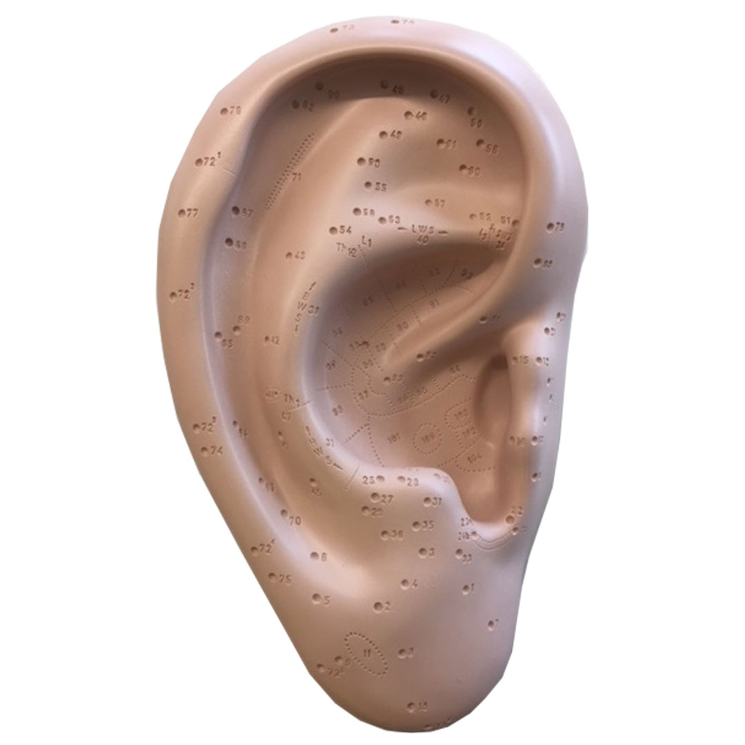 3B SCIENTIFIC Ohr, Akupunkturmodell mit Numerierung 3B SCIENTIFIC Ohr, Akupunkturmodell mit Numerierung