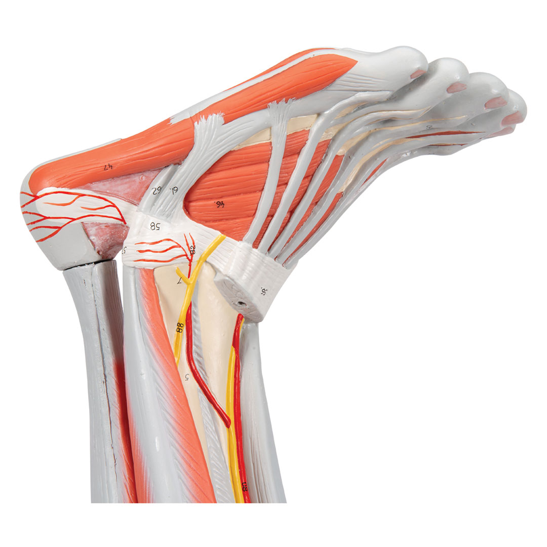 3B SCIENTIFIC Muskelbein 9-teilig (M20)