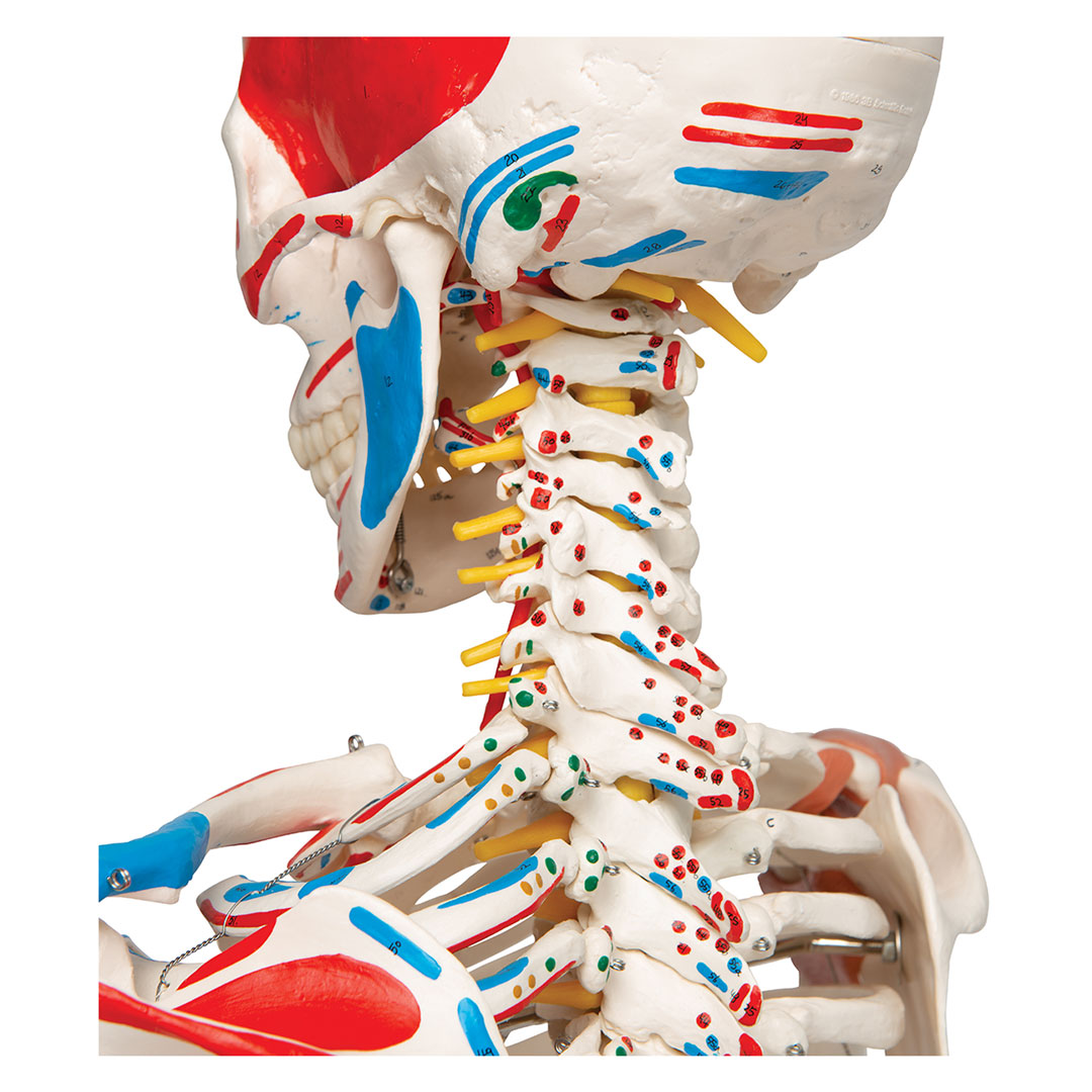 3B SCIENTIFIC Skelett Sam, mit Gelenkbändern, Muskelursprung etc. (A13) 3B SCIENTIFIC Skelett Sam, mit Gelenkbändern, Muskelursprung etc. (A13)