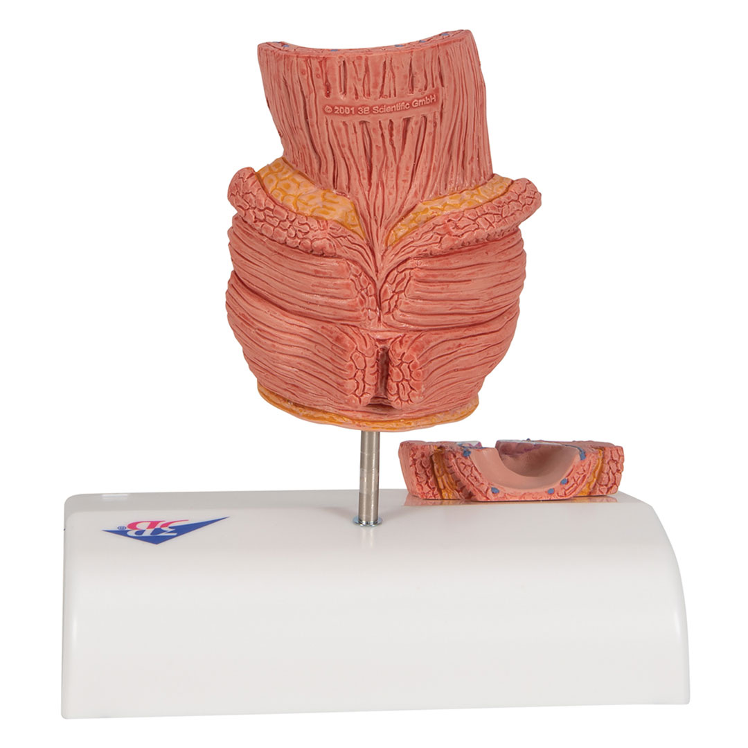 3B SCIENTIFIC Hämorrhoidenmodell (K27)