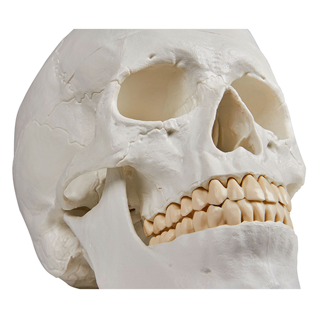 ERLER ZIMMER Schädelmodell, 3-teilig - EZ Augmented Anatomy