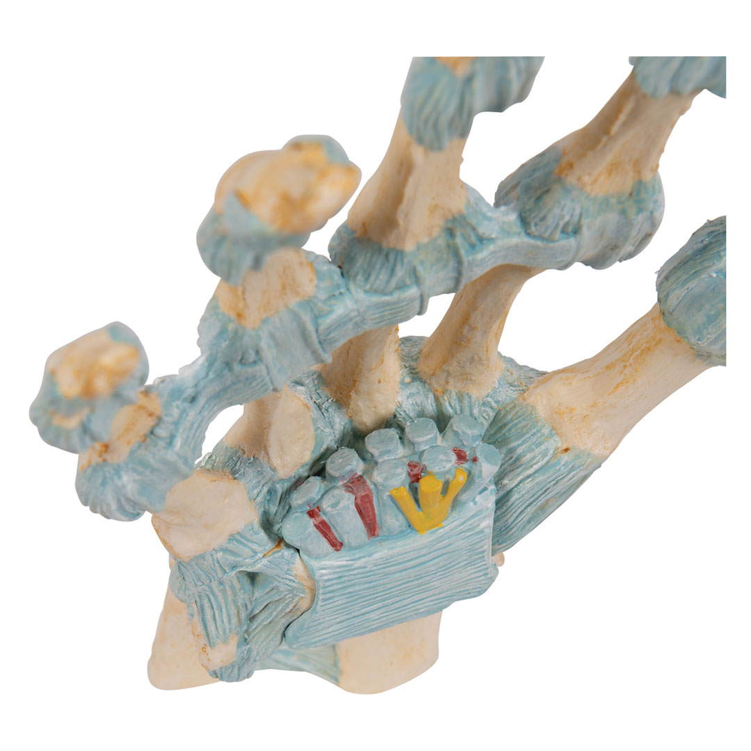 3B SCIENTIFIC Handskelett mit Bändern+Karpaltunnel (M33), 3-teilig