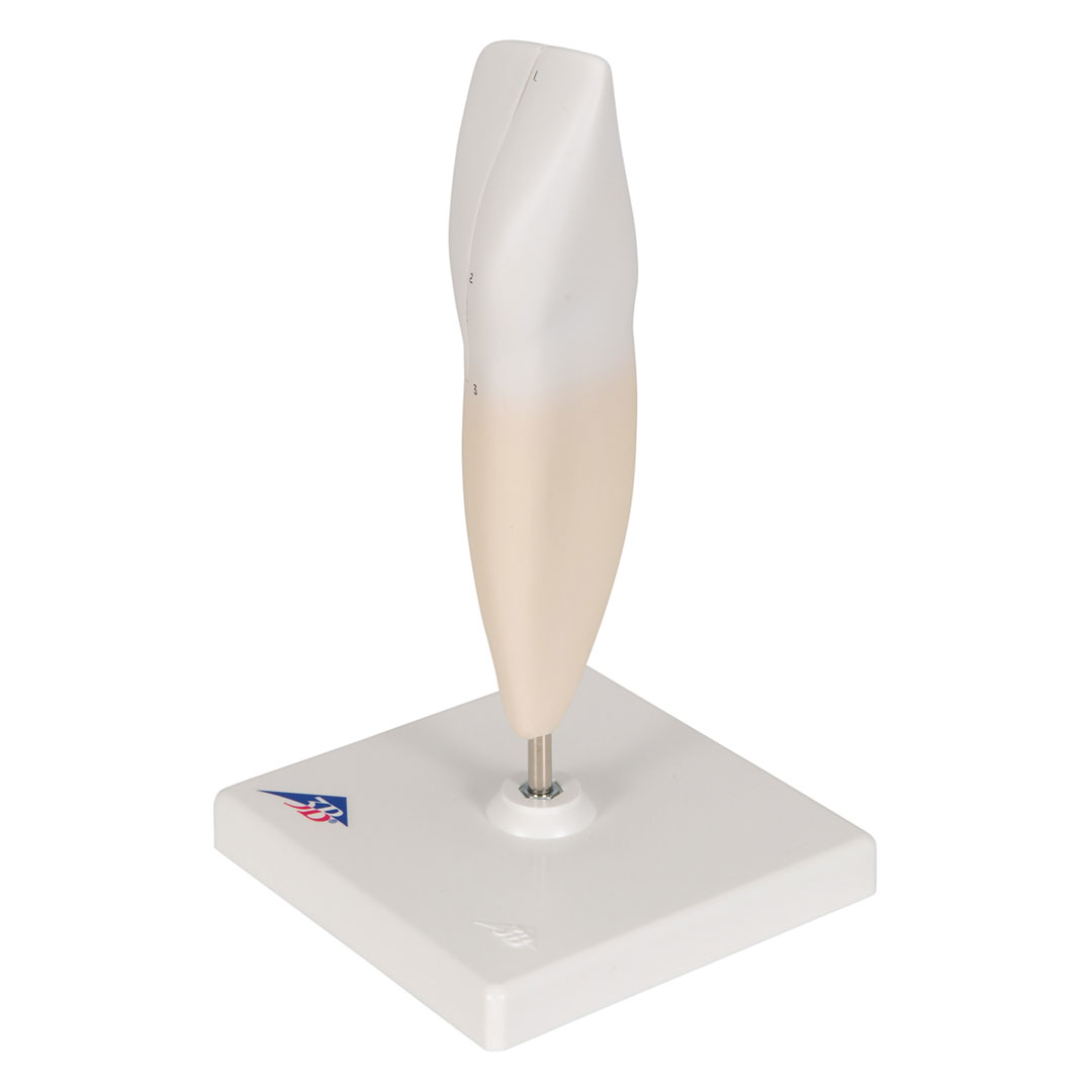 3B SCIENTIFIC Schneidezahn, unten (D10/1)