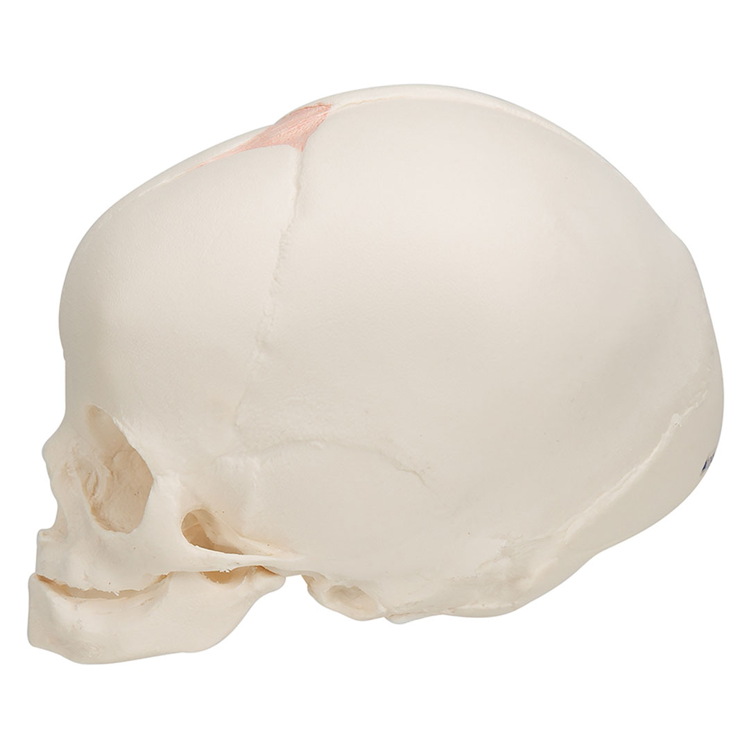 3B SCIENTIFIC Fetus-Schädel, 30.Schwangerschaftswoche (A25)