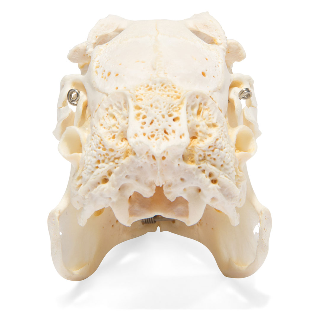 3B SCIENTIFIC Kaninchenschädel, Skelett