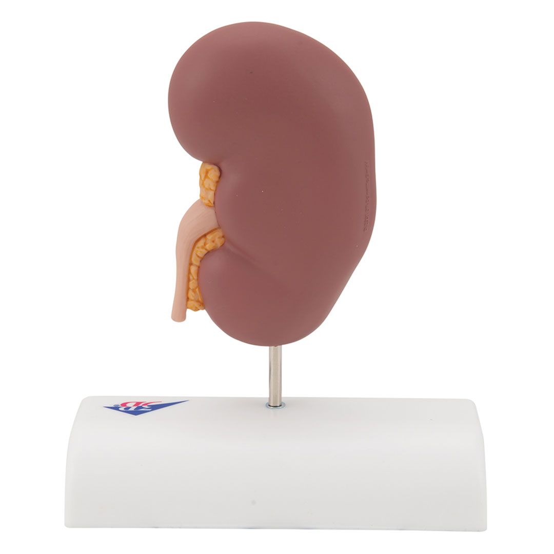 3B SCIENTIFIC Nierensteinmodell (K29)