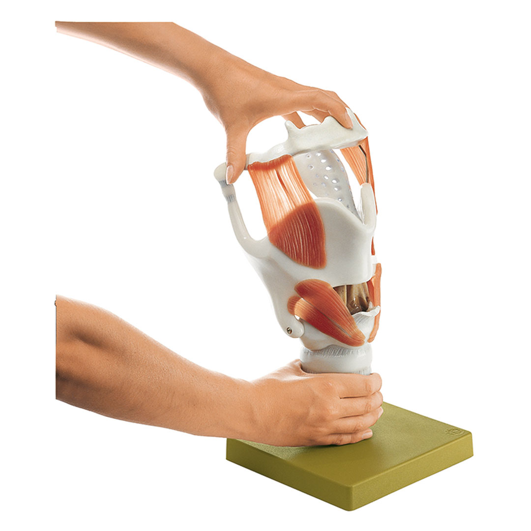 SOMSO® Kehlkopf,  Funktionsmodell 3-fach vergr.