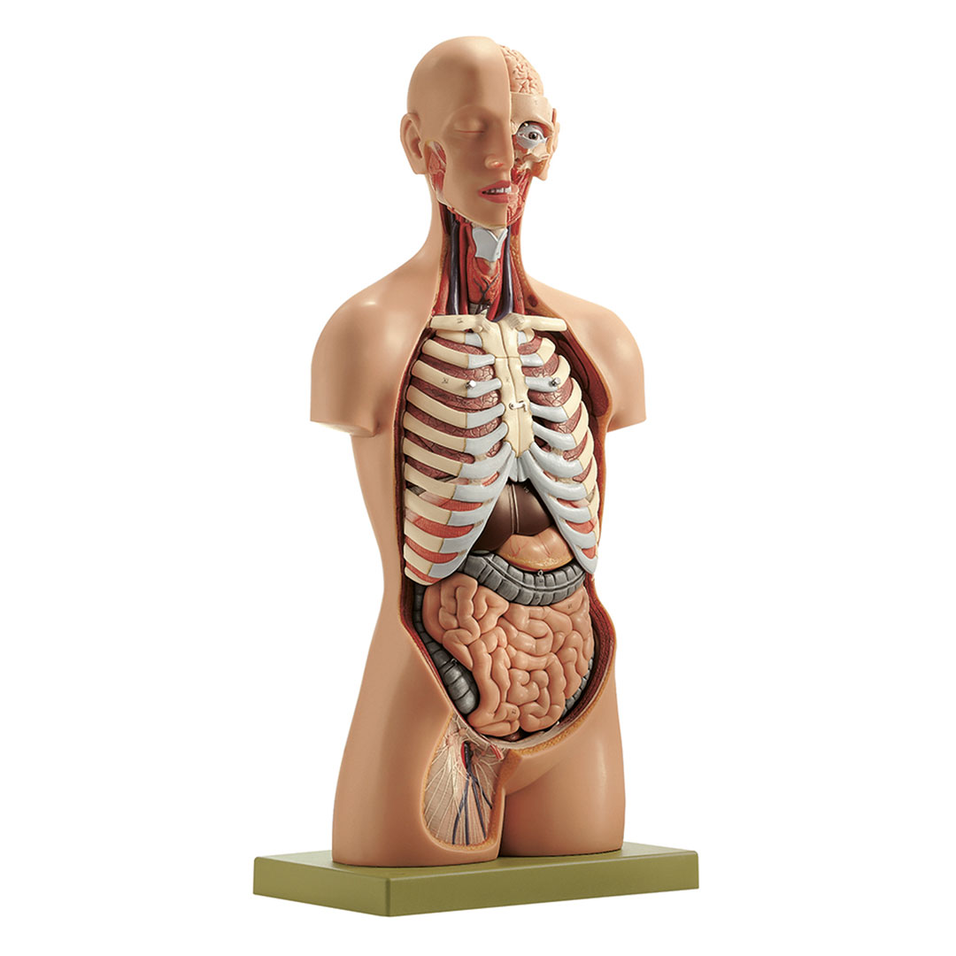 SOMSO® Torso m.Kopf,männlich, 15-teilig