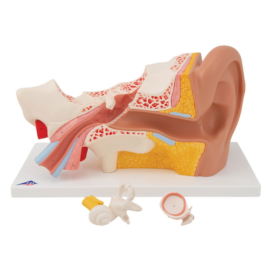 3B SCIENTIFIC Ohr, 4-tlg., Standardmodell (E10)
