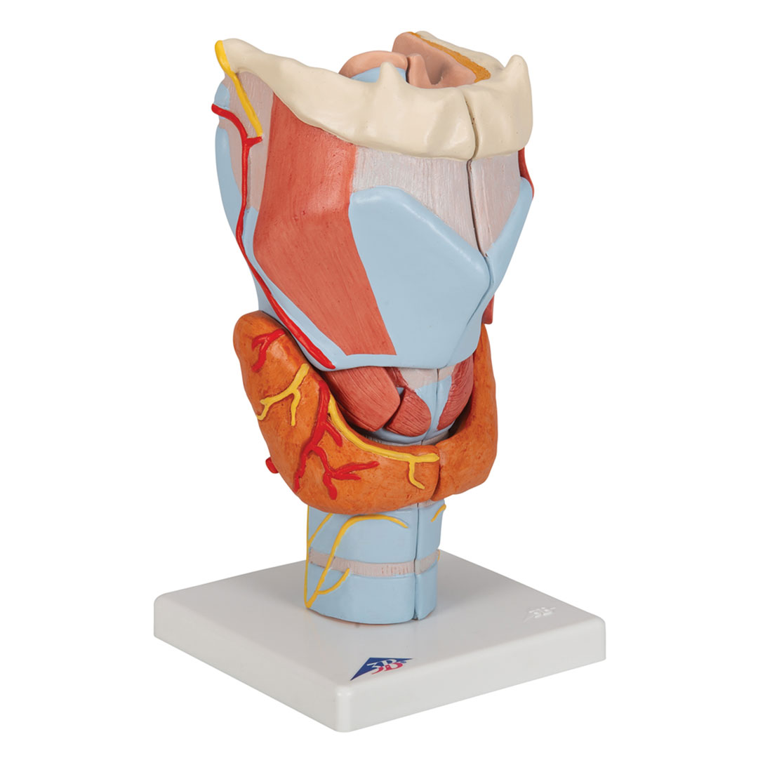 3B SCIENTIFIC Kehlkopf, 7-tlg. 2-fache Grösse (G21)