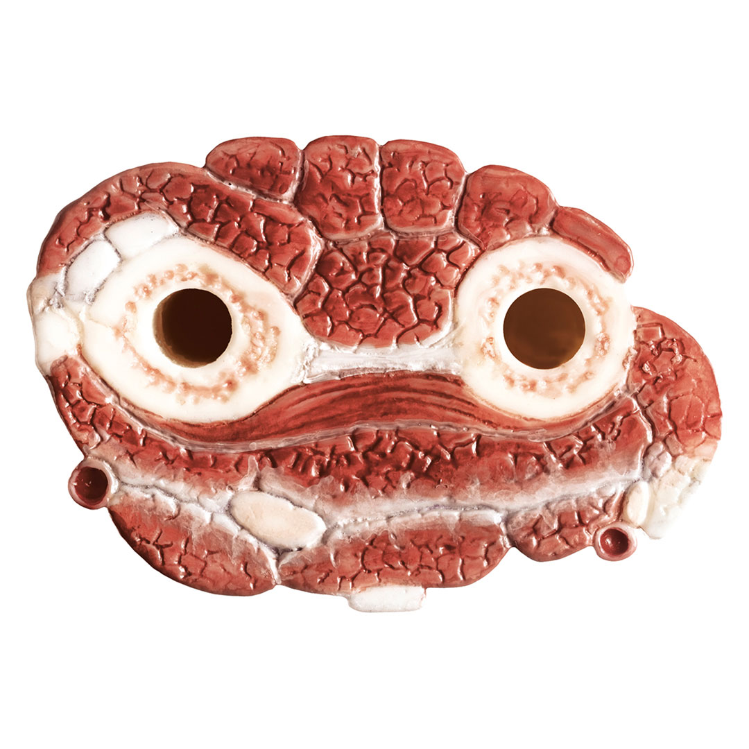 SOMSO® Chirurgisches Handmodell