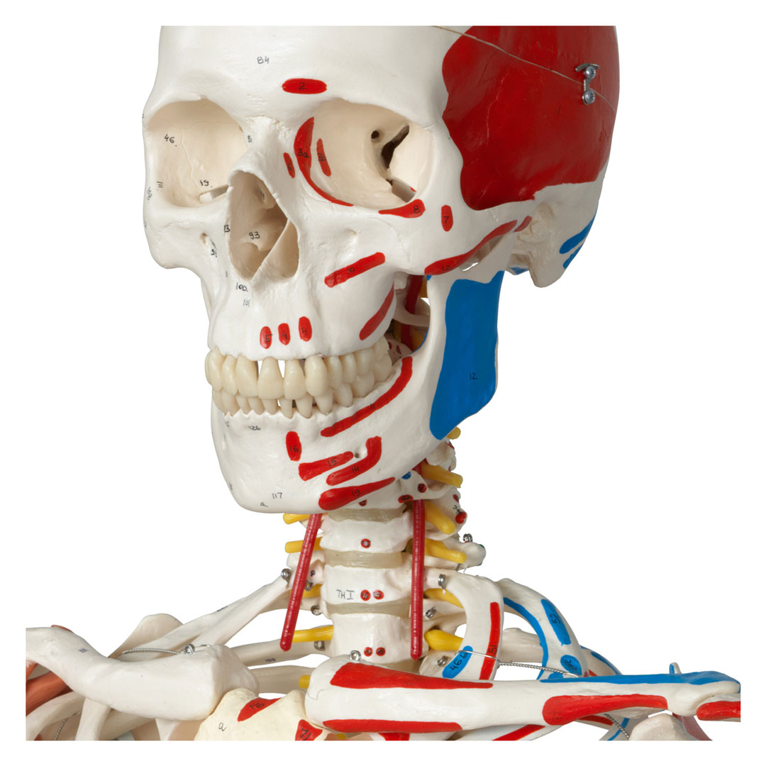 3B SCIENTIFIC Skelett Sam auf Hängestativ mit Bremse (A13/1) 3B SCIENTIFIC Skelett Sam auf Hängestativ mit Bremse (A13/1)