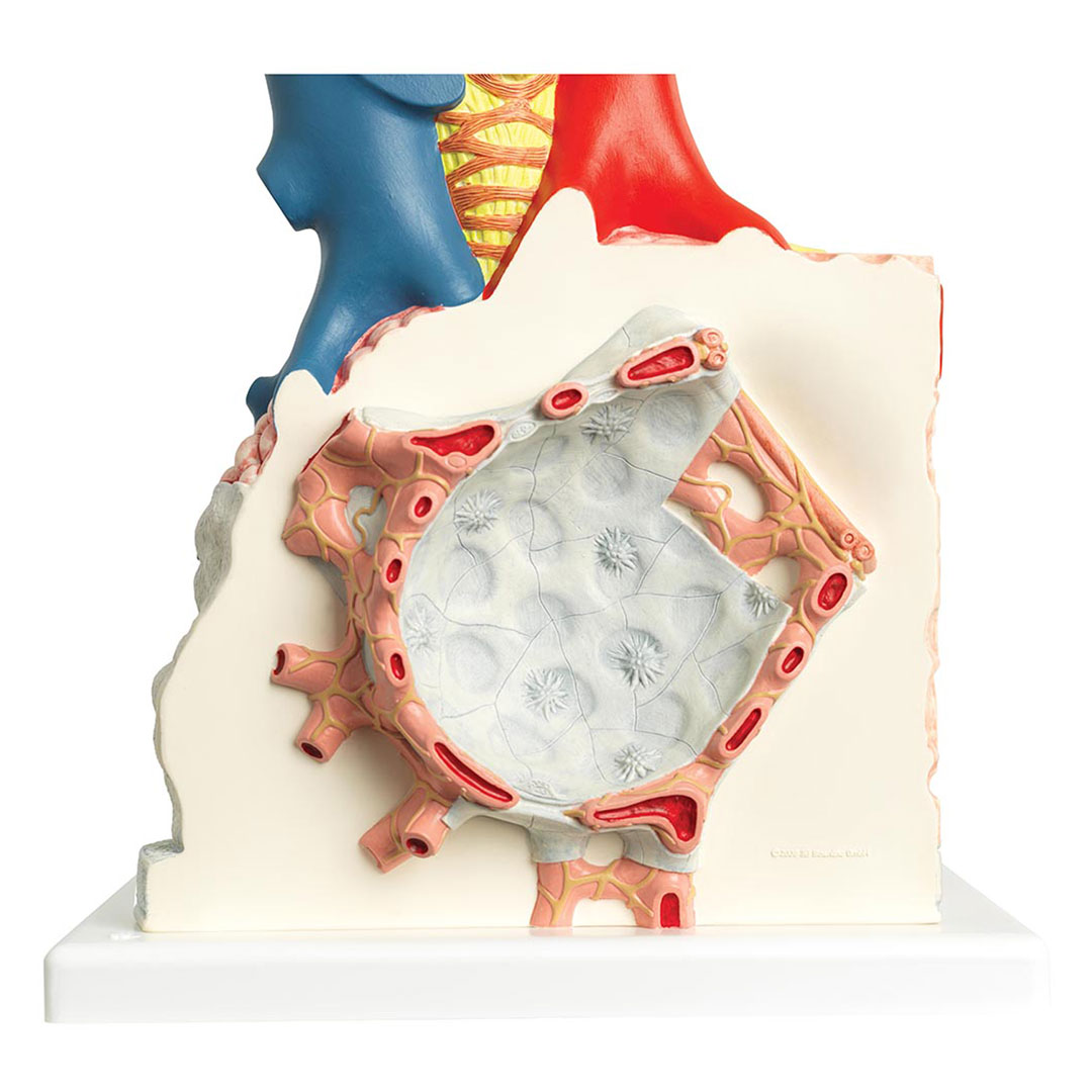 3B SCIENTIFIC Lungenläppchen (G60)