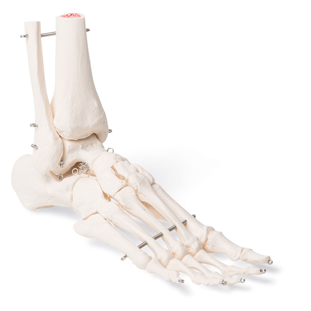 3B SCIENTIFIC Fussformen von Säugetieren Hinterläufe (T300241)