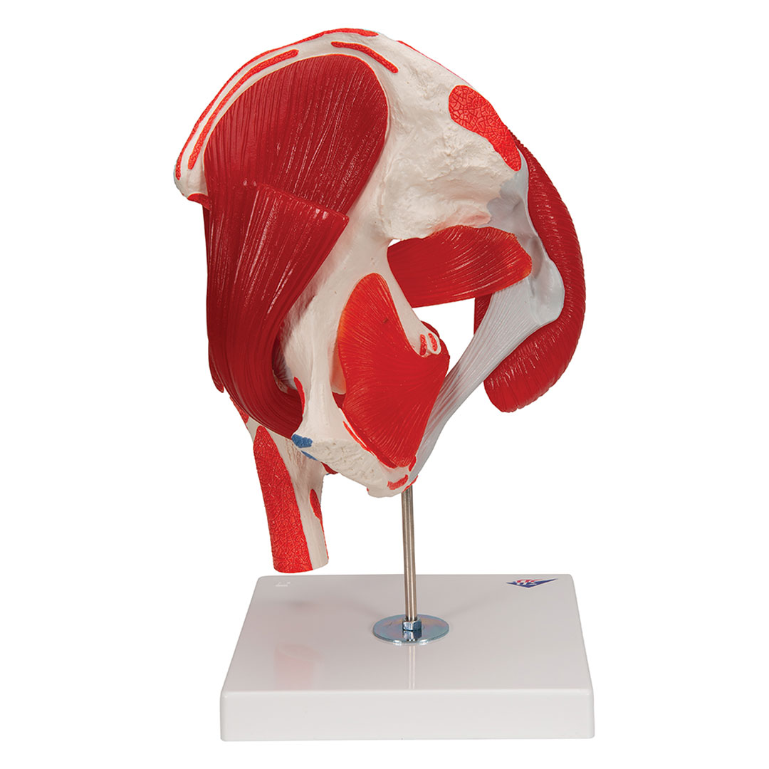 3B SCIENTIFIC Hüftgelenk, 7-teilig, Grösse 18x32x18cm (A881)