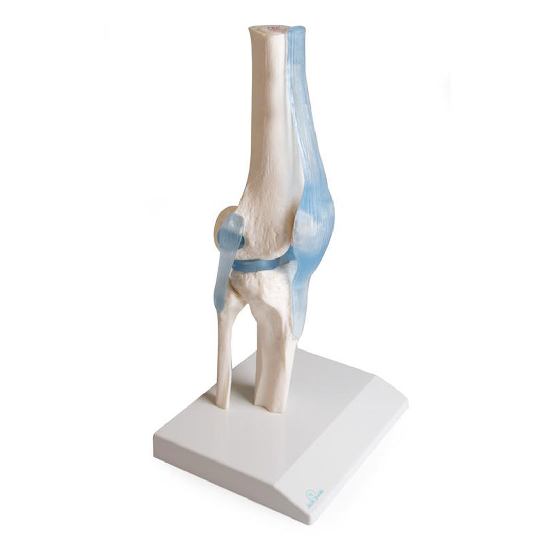 ERLER ZIMMER Kniegelenk auf Stativ mit Stümpfen