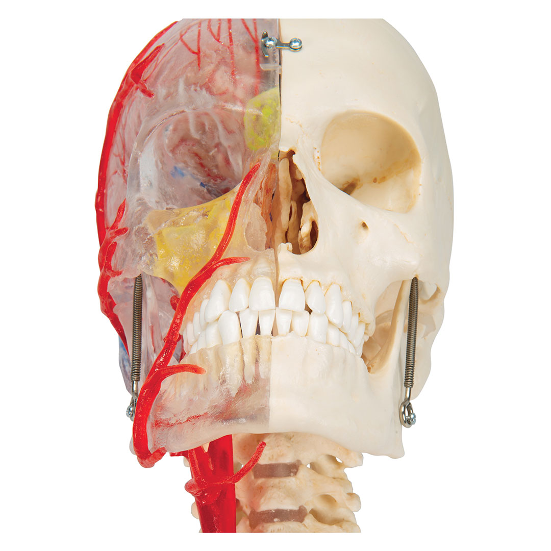 3B SCIENTIFIC Schädel BONElike  7-teilig (A283)