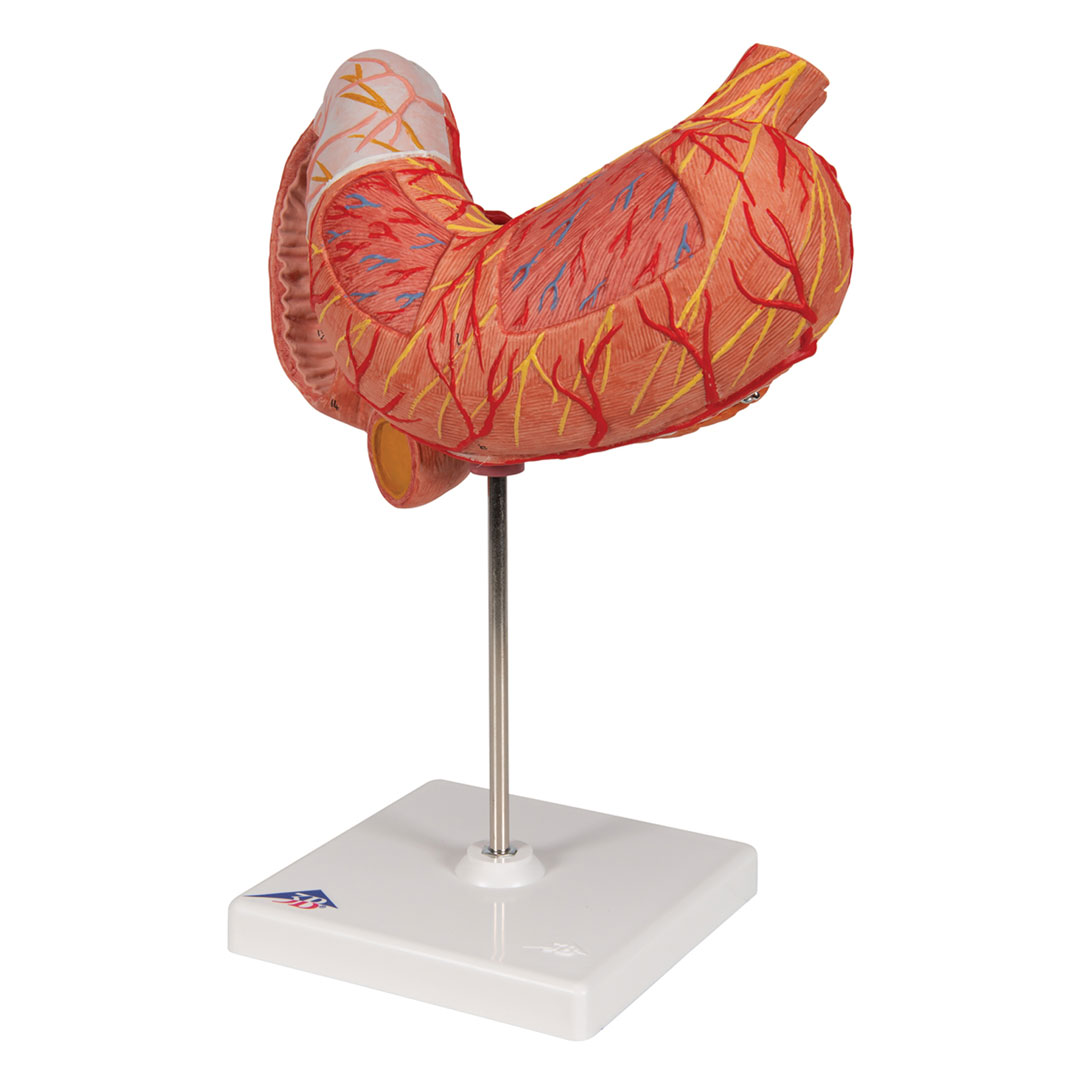 3B SCIENTIFIC Magen m. Zwölffingerd.+Bauchspeicheldrü. (K16)