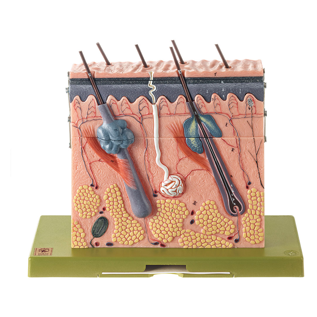 SOMSO® Hautdurchschnitt, 70-fach