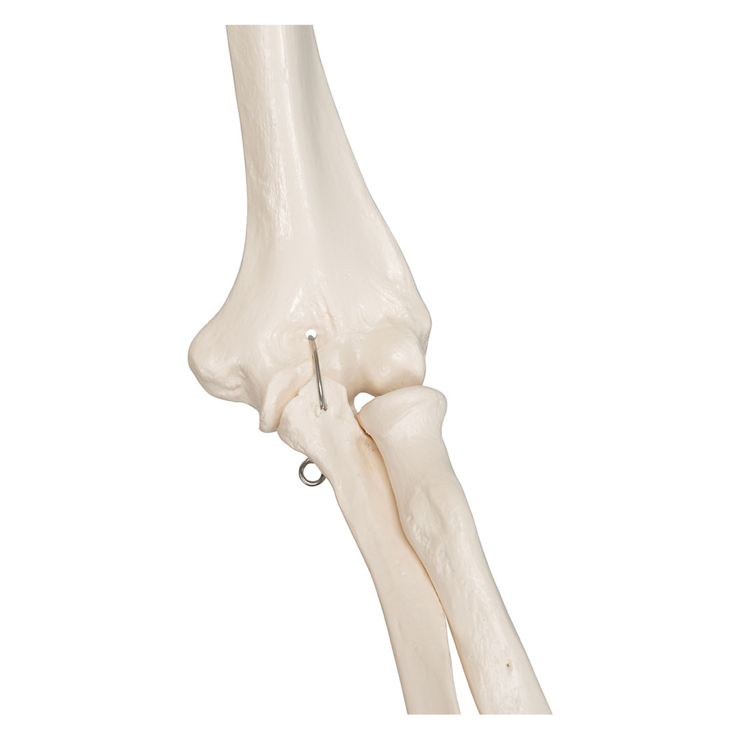 3B SCIENTIFIC Skelett Leo mit Gelenkbändern (A12) 3B SCIENTIFIC Skelett Leo mit Gelenkbändern (A12)