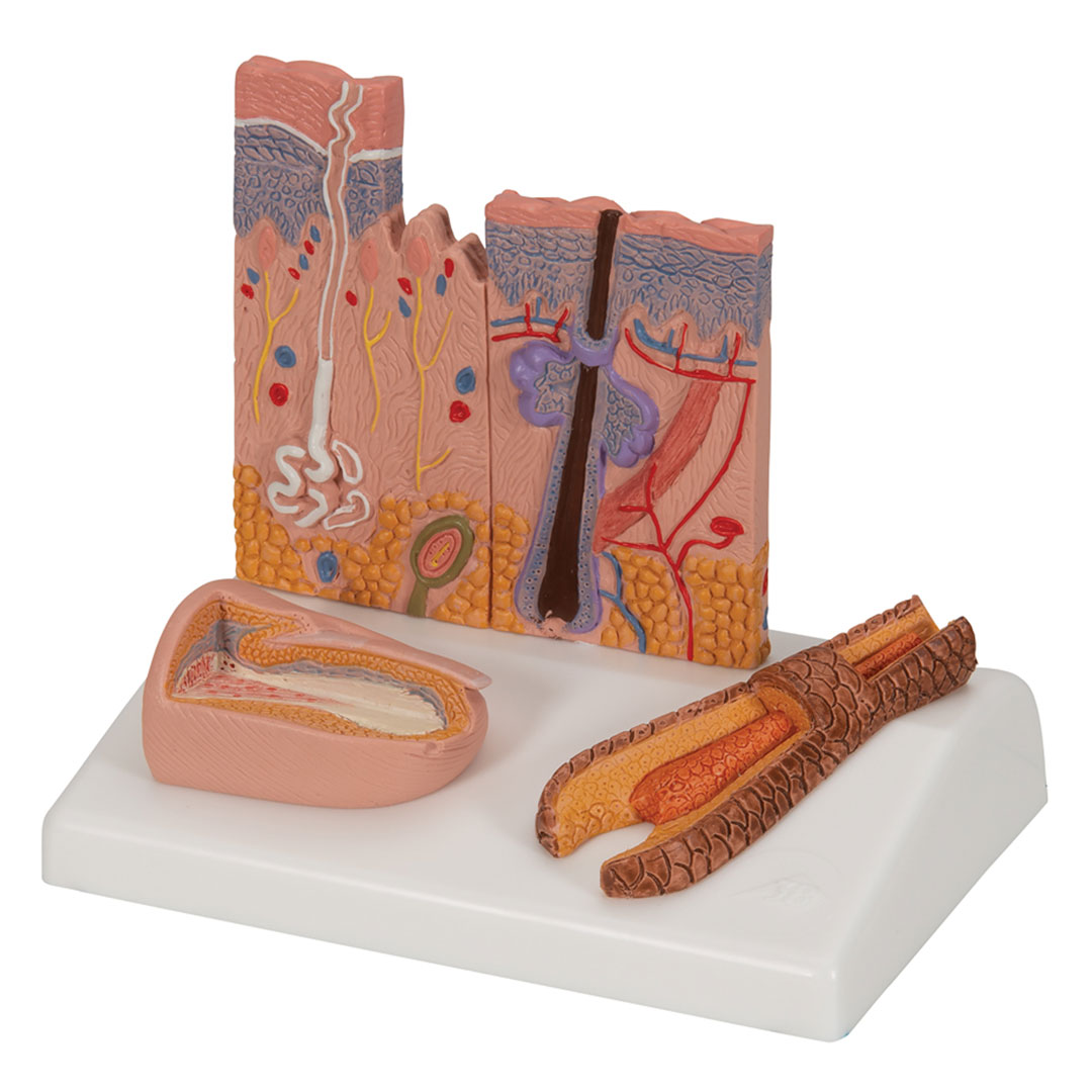 3B SCIENTIFIC Hautschnitt, Tischmodell, 10x12,5x14cm (J14)