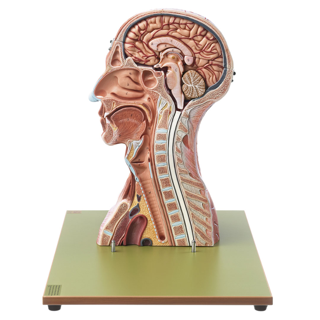 SOMSO® Kopf und Hals