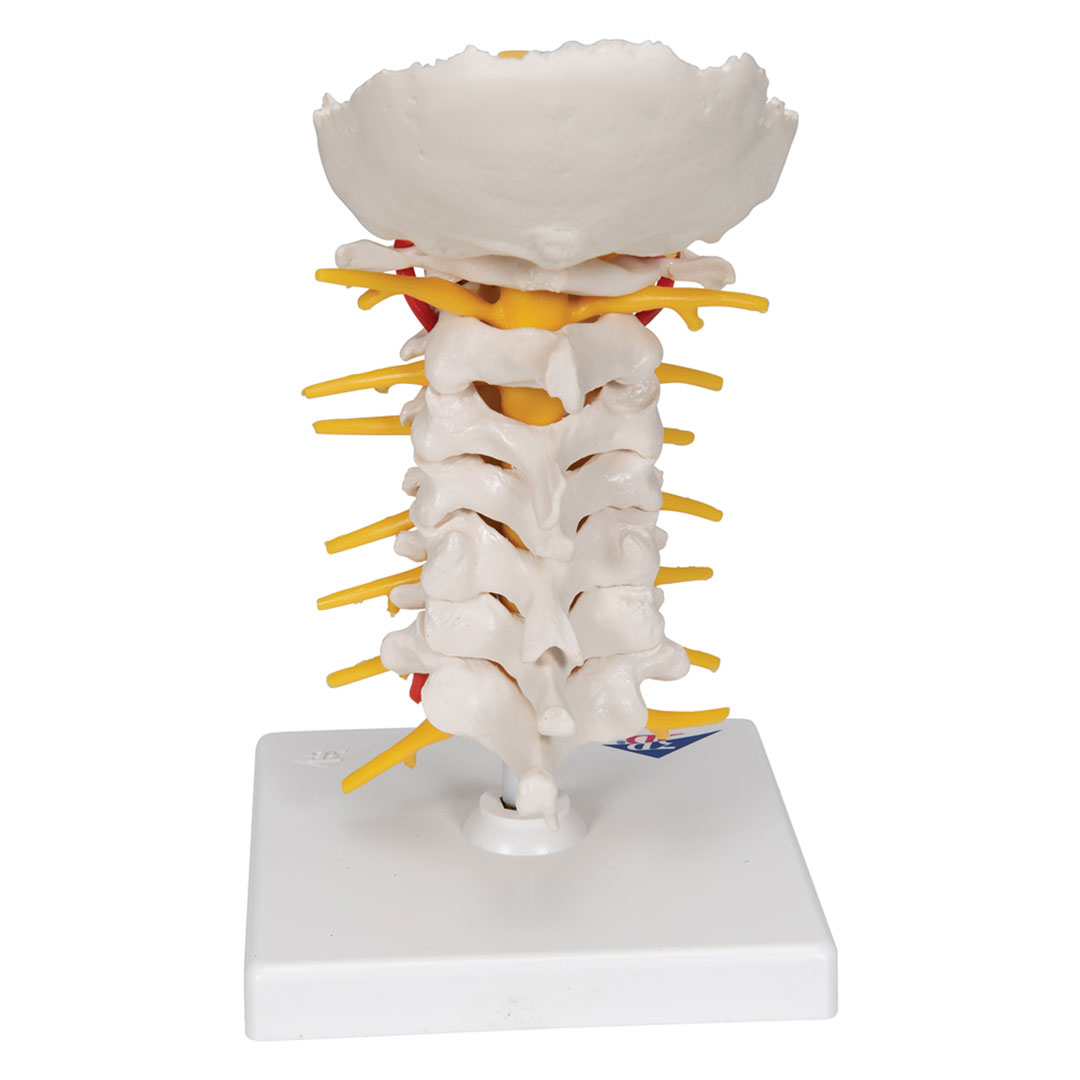 3B SCIENTIFIC Halswirbelsäule. Höhe 19cm (A72)