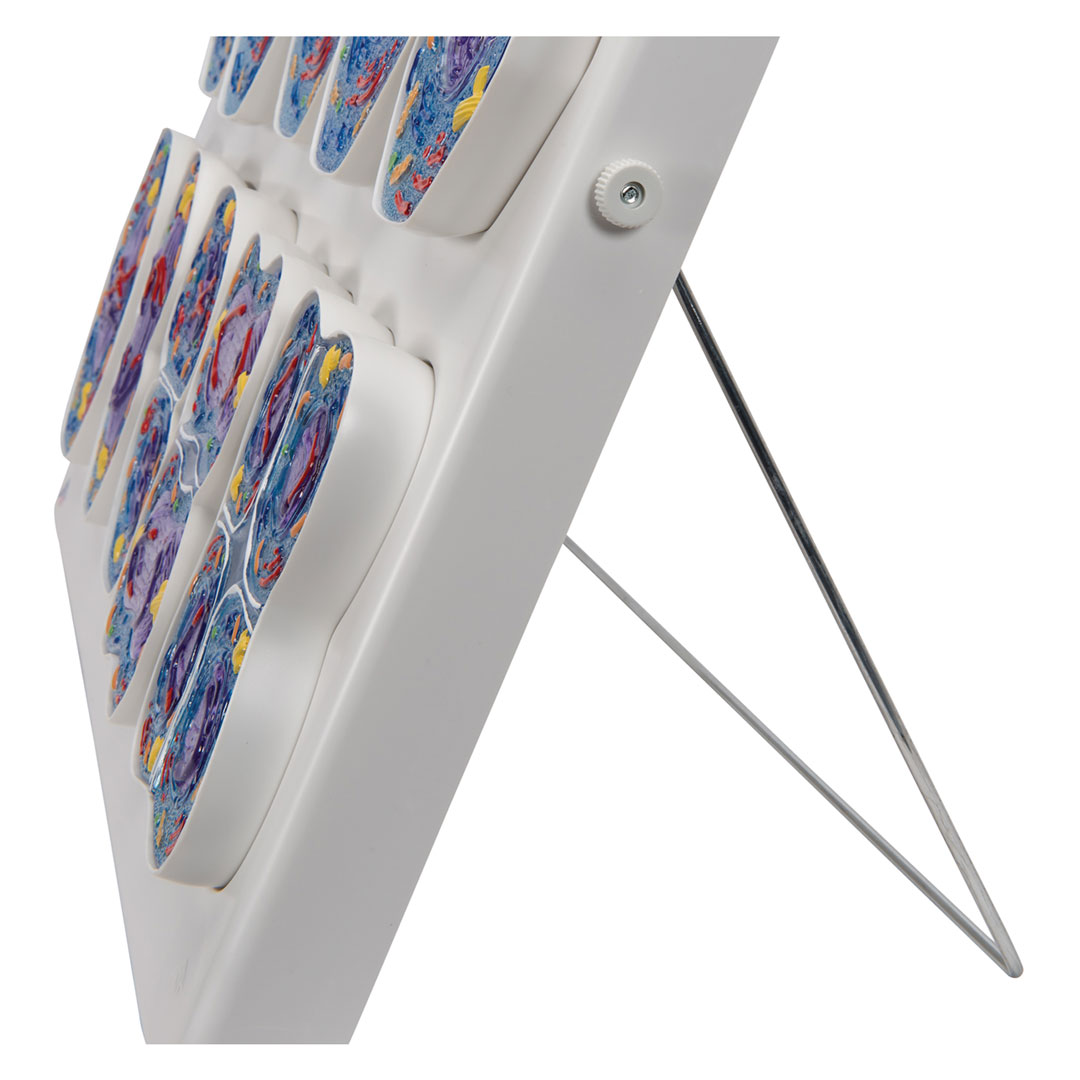 3B SCIENTIFIC Meiose, Modell (R02/1)