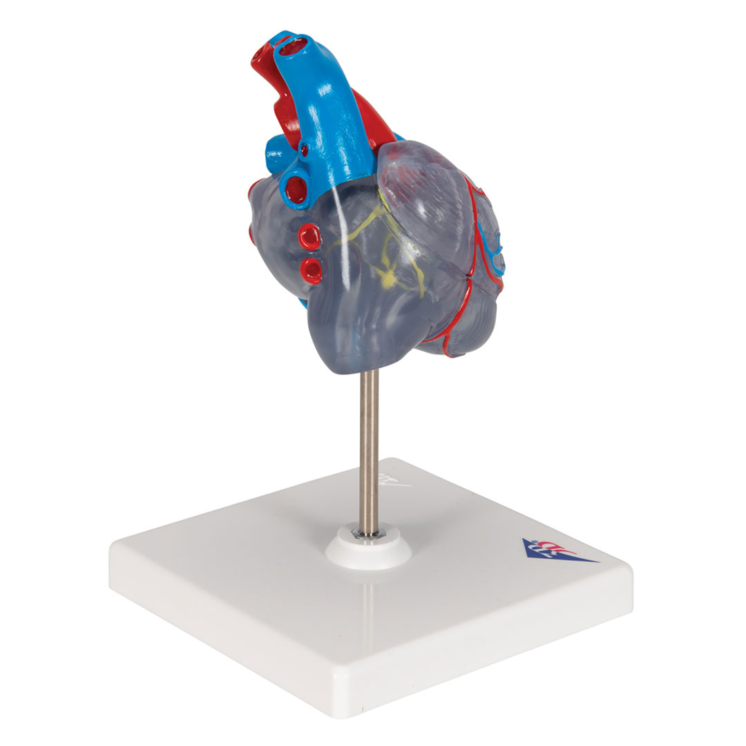 3B SCIENTIFIC Transparentes Herz, 2-teilig (G08/3)