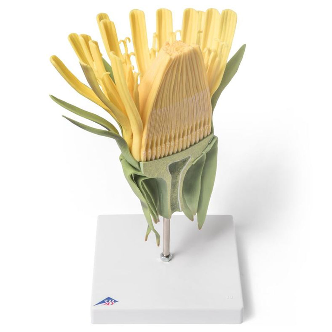 3B SCIENTIFIC Löwenzahnblüte (Taraxum officinale), Modell