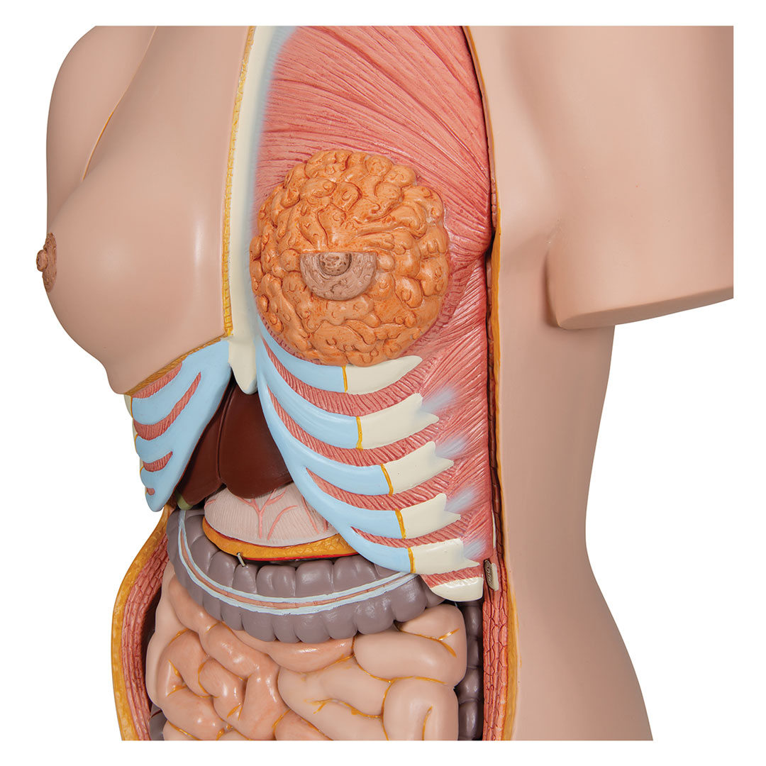 3B SCIENTIFIC Torso m.Kopf, 2-geschlechtlich, 28 T. (B35)