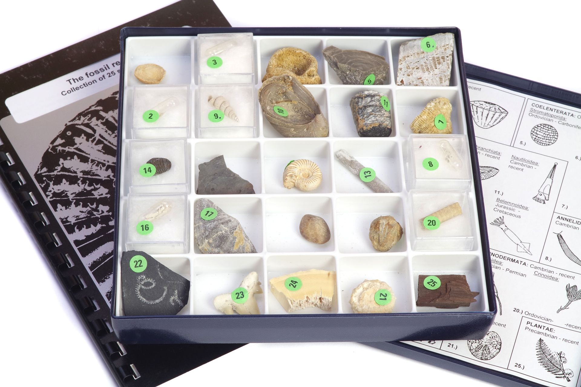 Fossiliensammlung, Der Fossilbericht