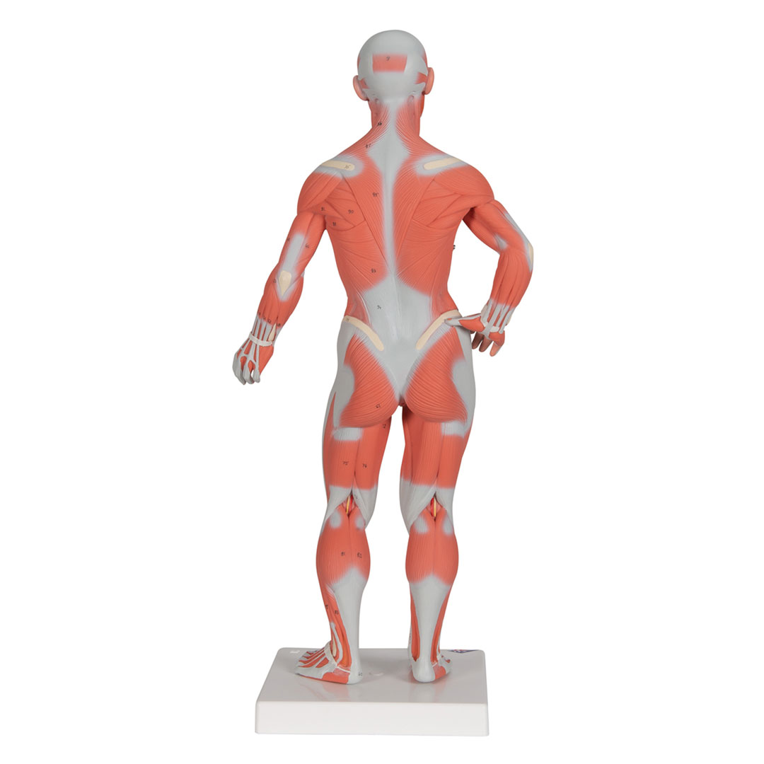 3B SCIENTIFIC Muskelfigur, 1/3 Grösse, 2-teilig (B59) 3B SCIENTIFIC Muskelfigur, 1/3 Grösse, 2-teilig (B59)